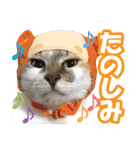 タマちゃんの日常 ごあいさつ（個別スタンプ：17）