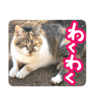 タマちゃんの日常 ごあいさつ（個別スタンプ：18）