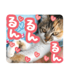 タマちゃんの日常 ごあいさつ（個別スタンプ：20）