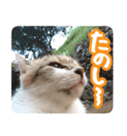 タマちゃんの日常 ごあいさつ（個別スタンプ：21）