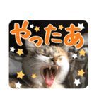 タマちゃんの日常 ごあいさつ（個別スタンプ：23）