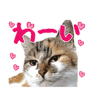 タマちゃんの日常 ごあいさつ（個別スタンプ：24）