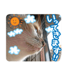 タマちゃんの日常 ごあいさつ（個別スタンプ：25）