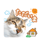タマちゃんの日常 ごあいさつ（個別スタンプ：26）
