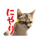タマちゃんの日常 ごあいさつ（個別スタンプ：27）
