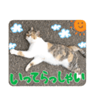 タマちゃんの日常 ごあいさつ（個別スタンプ：29）