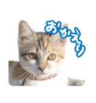 タマちゃんの日常 ごあいさつ（個別スタンプ：30）