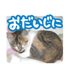 タマちゃんの日常 ごあいさつ（個別スタンプ：31）