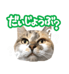 タマちゃんの日常 ごあいさつ（個別スタンプ：32）