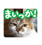 タマちゃんの日常 ごあいさつ（個別スタンプ：34）