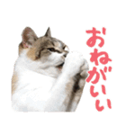 タマちゃんの日常 ごあいさつ（個別スタンプ：35）