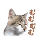 タマちゃんの日常 ごあいさつ（個別スタンプ：36）