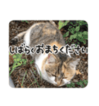 タマちゃんの日常 ごあいさつ（個別スタンプ：37）