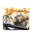 タマちゃんの日常 ごあいさつ（個別スタンプ：38）