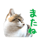 タマちゃんの日常 ごあいさつ（個別スタンプ：39）