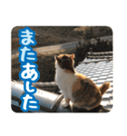 タマちゃんの日常 ごあいさつ（個別スタンプ：40）