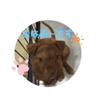 ピットブルのブリリン♡（個別スタンプ：1）