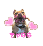 ピットブルのブリリン♡（個別スタンプ：9）