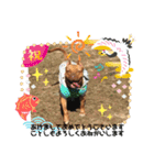ピットブルのブリリン♡（個別スタンプ：19）