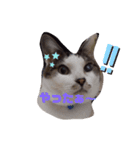 ねこず+ぱぐ（個別スタンプ：2）
