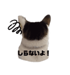 ねこず+ぱぐ（個別スタンプ：3）