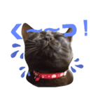 ねこず+ぱぐ（個別スタンプ：4）