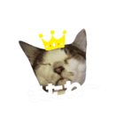 ねこず+ぱぐ（個別スタンプ：7）