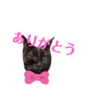 ねこず+ぱぐ（個別スタンプ：8）