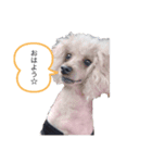 お豆とペット。（個別スタンプ：6）