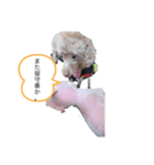 お豆とペット。（個別スタンプ：7）