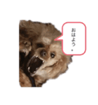 お豆とペット。（個別スタンプ：8）