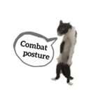 A word from a cat！（個別スタンプ：1）