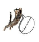A word from a cat！（個別スタンプ：6）