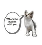 A word from a cat！（個別スタンプ：7）