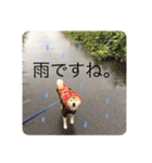 芝犬らん（個別スタンプ：1）