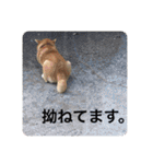 芝犬らん（個別スタンプ：2）