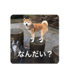 芝犬らん（個別スタンプ：3）