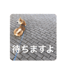 芝犬らん（個別スタンプ：5）