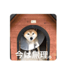 芝犬らん（個別スタンプ：7）