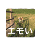 芝犬らん（個別スタンプ：8）