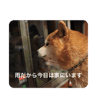 芝犬らん（個別スタンプ：9）