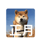 芝犬らん（個別スタンプ：10）