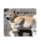 芝犬らん（個別スタンプ：11）