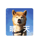 芝犬らん（個別スタンプ：12）