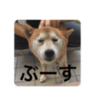 芝犬らん（個別スタンプ：14）