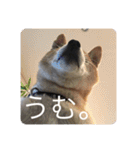 芝犬らん（個別スタンプ：15）