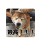 芝犬らん（個別スタンプ：17）