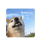 芝犬らん（個別スタンプ：19）