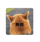 芝犬らん（個別スタンプ：20）