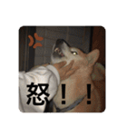 芝犬らん（個別スタンプ：21）